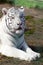 Portrait white tiger close up. Calm muzzle with closed eyes