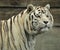 Portrait of a White tiger male.