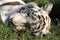 Portrait of white tiger relaxing in the grass