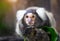 Portrait of white tufted-eared marmoset