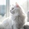 Portrait of a white Turkish Angora cat sitting in a light room beside a window. Closeup face of a beautiful Turkish Angora cat at