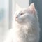 Portrait of a white Turkish Angora cat sitting in a light room beside a window. Closeup face of a beautiful Turkish Angora cat at