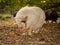 Portrait of a white vietnamese Pot-bellied outside