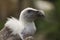 Portrait of a white vulture, scavenger, bird of prey, gyps, griffon, wildlife, rapacious, close up