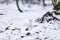 Portrait of white weasel in snowy forest