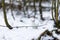 Portrait of white weasel in snowy forest