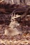 Portrait of a whitetail buck