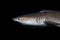 Portrait of a whitetip reef shark Triaenodon obesus