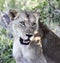 Portrait of a wild adult well-fed lioness in the rays of the evening sun