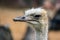 Portrait of wild African ostrich in close-up. Ðžstrich is large flightless bird