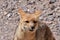 Portrait of Wild Andean Fox in Atacama Desert Chile South America