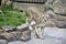 Portrait of a wild asiatic lion