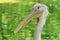 Portrait of wild bird. Great white pelican head. Green background