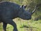 Portrait of a wild black rhinoceros or hook-lipped rhinoceros