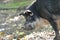 Portrait of wild boar in autumn forest