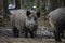 Portrait of Wild Boar in forest.