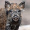 Portrait wild boar in forest