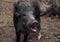 Portrait of a wild boar, large head.