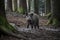 Portrait of Wild Boar piglet in forest.