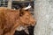 Portrait of a wild brown cow with horns on a tree trunk