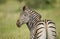 Portrait of a wild Burchell\'s Zebra