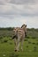 Portrait of wild Burchell`s Zebra Equus quagga burchellii from behind walking into distance Etosha National Park, Namibia