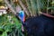 Portrait of a wild cassowary in the jungle. Adult individual. One of the largest and heaviest living bird, the world`s most