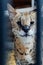 Portrait of a wild cat serval nature animal
