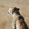 Portrait of a wild cheetah in savanna