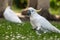 Portrait of a Wild Cockatoo on the Grass in Australia