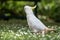 Portrait of a Wild Cockatoo on the Grass in Australia