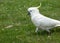 Portrait of a Wild Cockatoo on the Grass in Australia