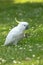 Portrait of a Wild Cockatoo on the Grass in Australia