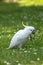 Portrait of a Wild Cockatoo on the Grass in Australia