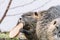 Portrait of wild coypu eating a bread