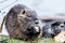 Portrait of wild coypu eating a bread