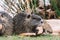 Portrait of wild coypu eating a bread