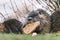 Portrait of wild coypu eating a bread