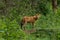 Portrait of Wild dog in the forest - Dhole - indian wilddog
