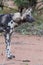 Portrait of a wild dog while on a hunt in the bash