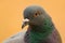 Portrait of a wild dove with beautiful feathers