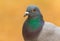 Portrait of a wild dove with beautiful feathers