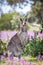 Portrait of a Wild Eastern Grey Kangaroo Mother and Joey, Woodlands, Victoria, Australia, October 2019