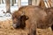 Portrait of Wild Eurasian bisons wisents