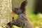 Portrait of wild european squirrel