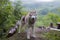 Portrait of wild and free dog breed Siberian husky standing in the forest. A dog on a natural mountains background