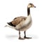 Portrait of a wild goose isolated on white background