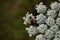 Portrait Of A Wild Hemlock Flower In The Mountains Of Galicia Fills Valles Pine Forests Meadows And Forests Of Eucalyptus In