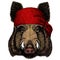 Portrait of wild hog, boar, pig. Face of brave animal. Bandana. Pirate. Motorcycle.