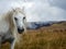 A portrait of a wild horse with a hill fire burning behind